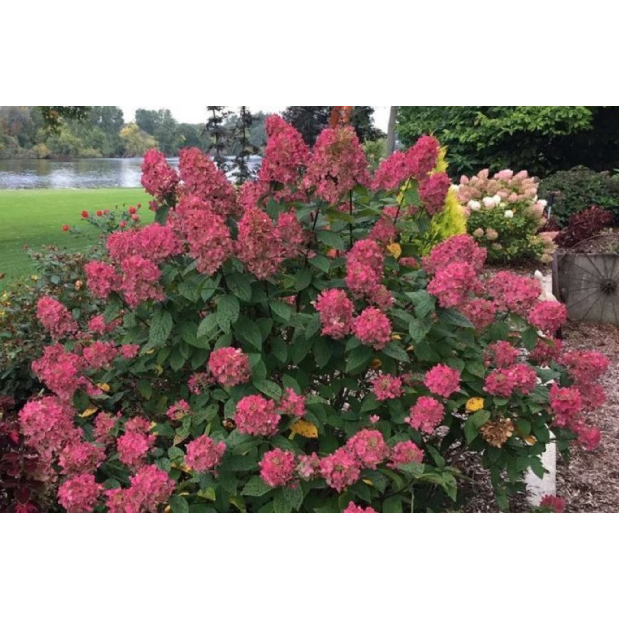 82601826 Гортензия метельчатая «Уимс Ред» 9x20 см Santreyd  - Вид №4