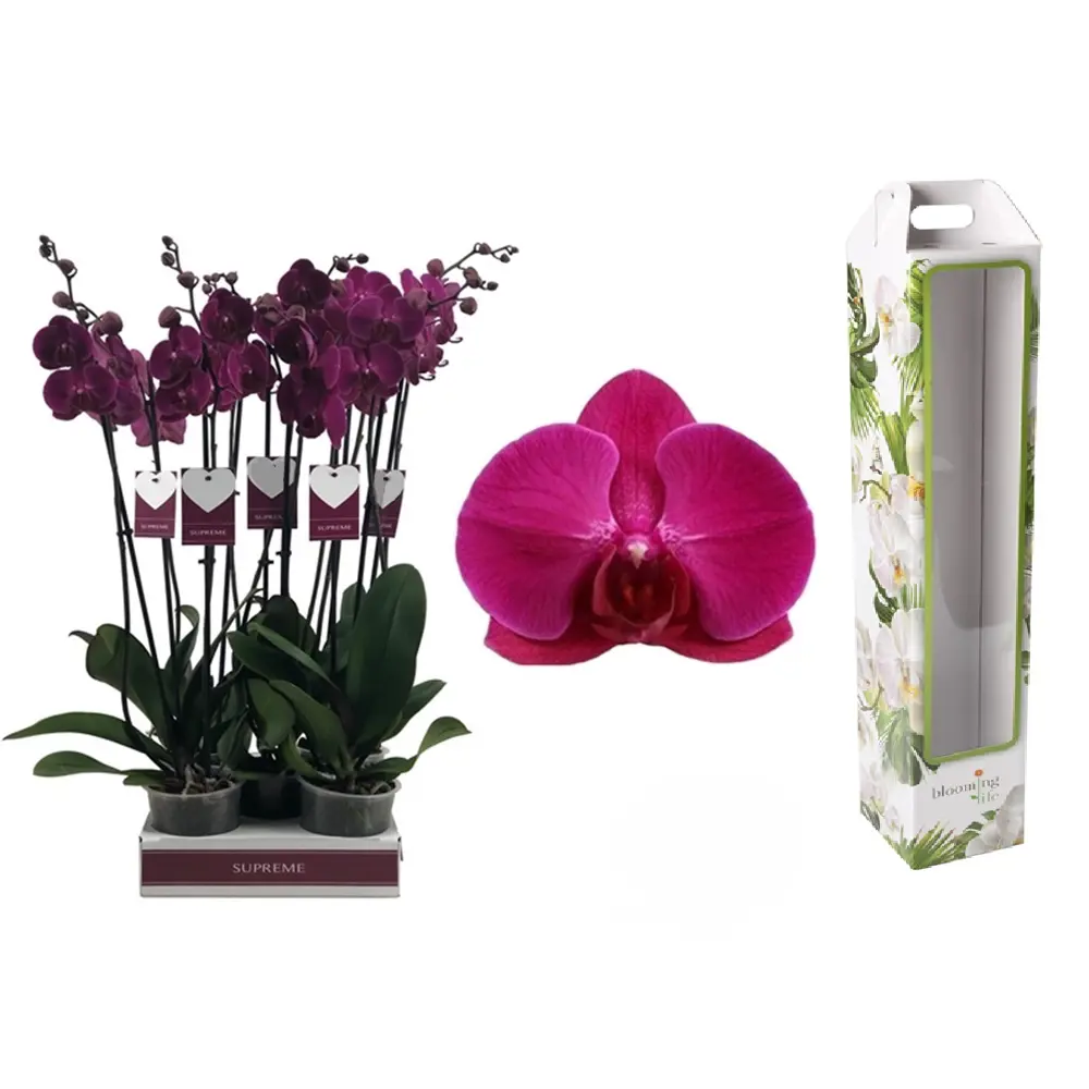 Орхидея Фаленопсис Стелленбош ø12 h65 см Santreyd STLM-2141676