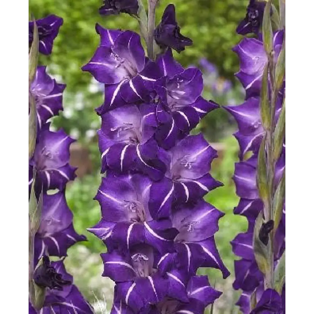 Гладиолус крупноцветковый Флирти 7 шт. 83628490 STLM-2120653 BLOOMING LIFE 