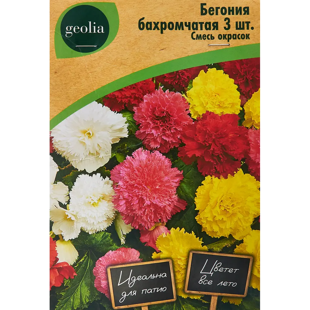 Бегония бахромчатая смесь окрасок Geolia 3 шт 86408536 STLM-2175373 