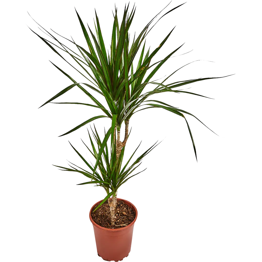 Santreyd Драцена - живое украшение интерьера с воздухоочищающими свойствами 82578925 STLM-0030482