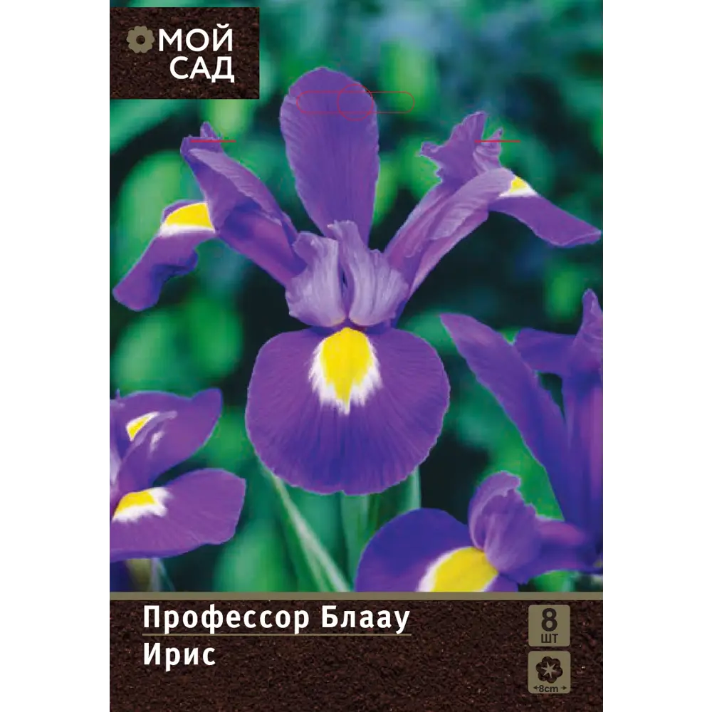 Ирис голландский Профессор Блаау луковицы 7/8 8 шт 89376533 STLM-2204181 Santreyd 