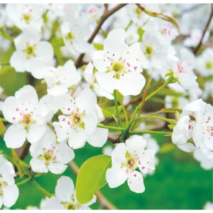 Фотообои Белоснежная яблоня бумажные, 210x200 см