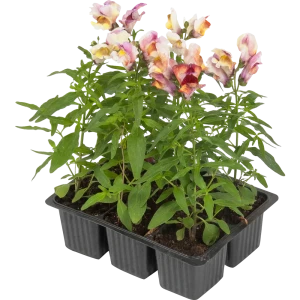 Львинный зев 13x15 см 82625050 STLM-2003241