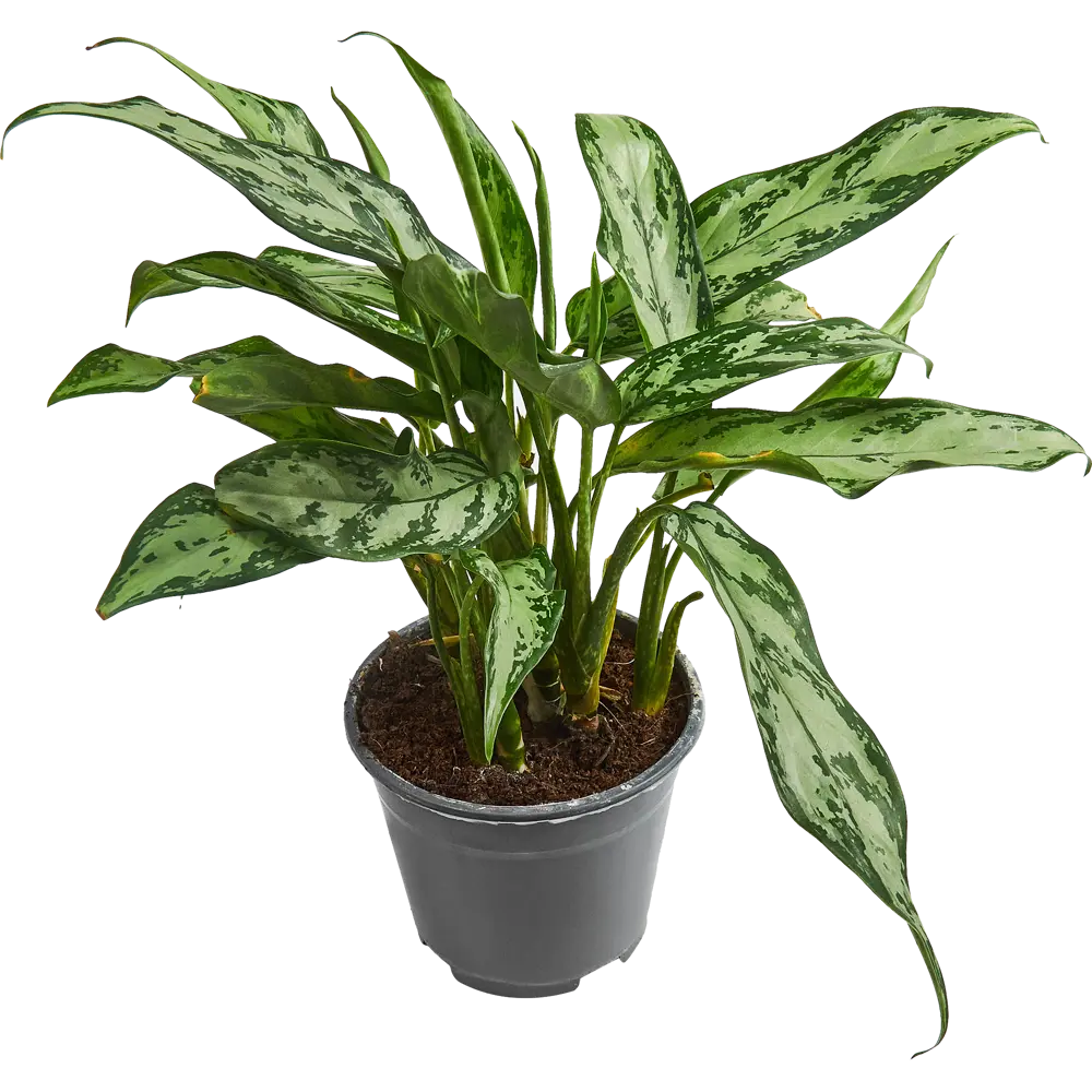 Santreyd Аглаонема микс — декоративное комнатное растение с узорчатыми листьями 85062756 STLM-0058093