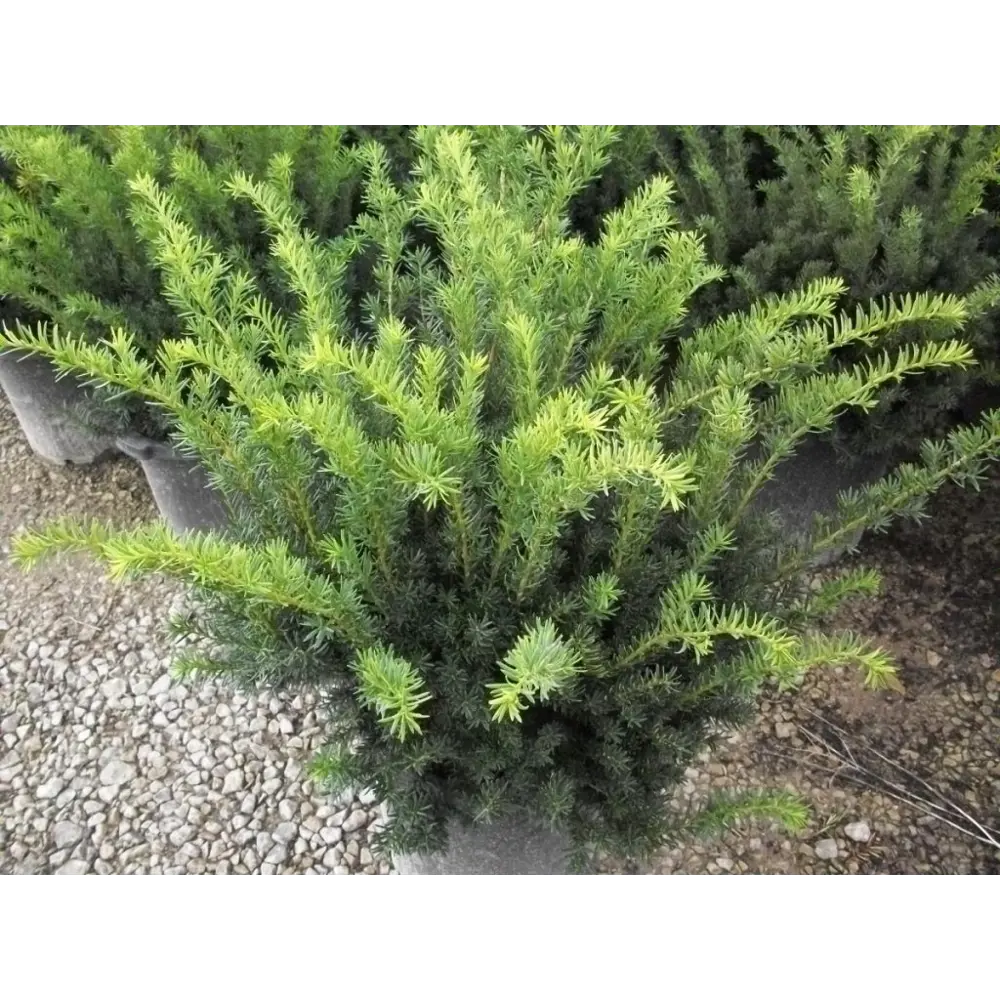 Тис средний Хиллии ø11 h20 - 22 см 87691162 STLM-2042069 PLANTMARKET 