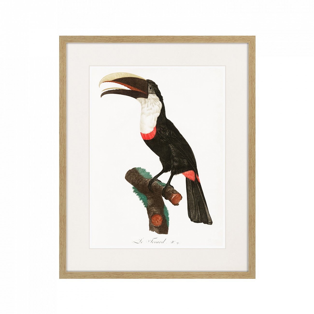 Картина: Beautiful toucans №2, 1806г. КАРТИНЫ В КВАРТИРУ  264322 Разноцветный  - Вид №1