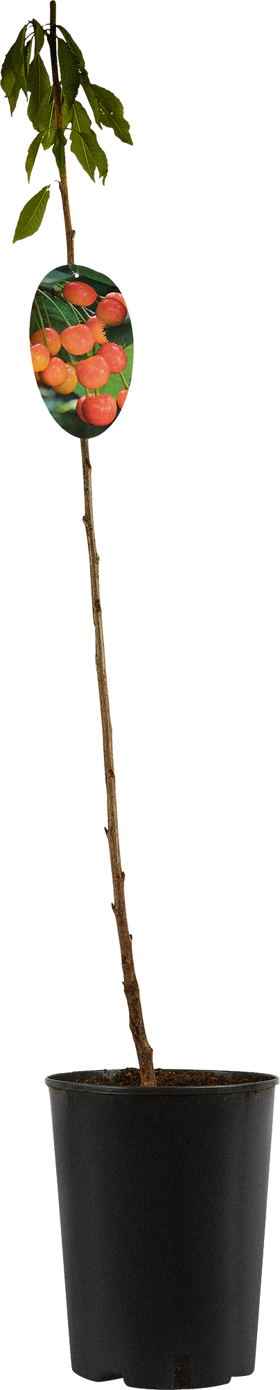 Саженец черешни микс Santreyd - плодовое дерево для сада 85608207 STLM-0064594 - Вид №1