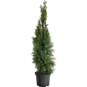 Туя западная «Смарагд» С5, 100-120 см