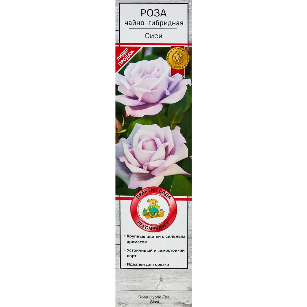 Розы чайно-гибридные «Си-Си» 18348081 STLM-2183649 Santreyd 