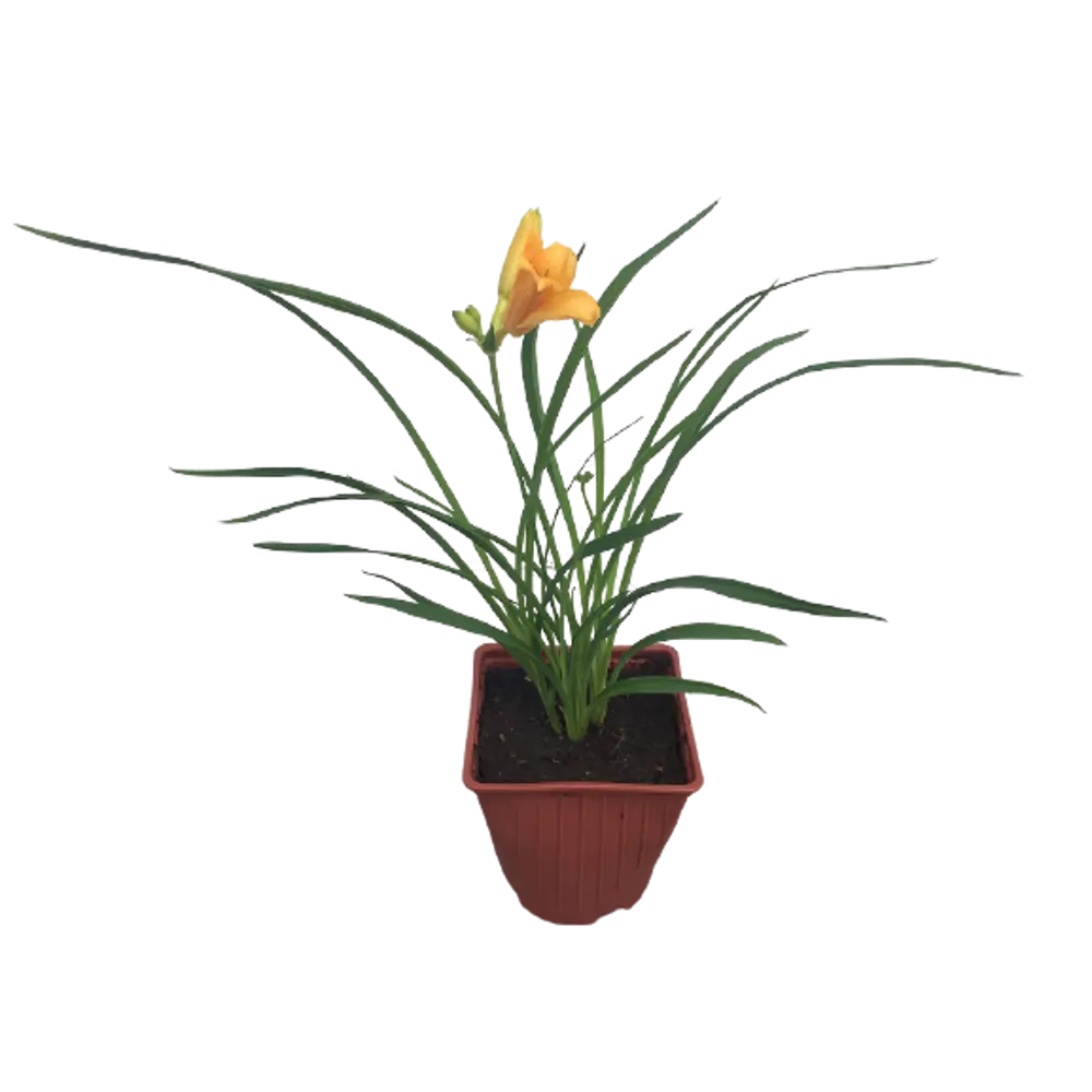 Santreyd Лилейник многолетний - яркий фонтан красок в вашем саду 82741501 STLM-0035252 - Вид №2