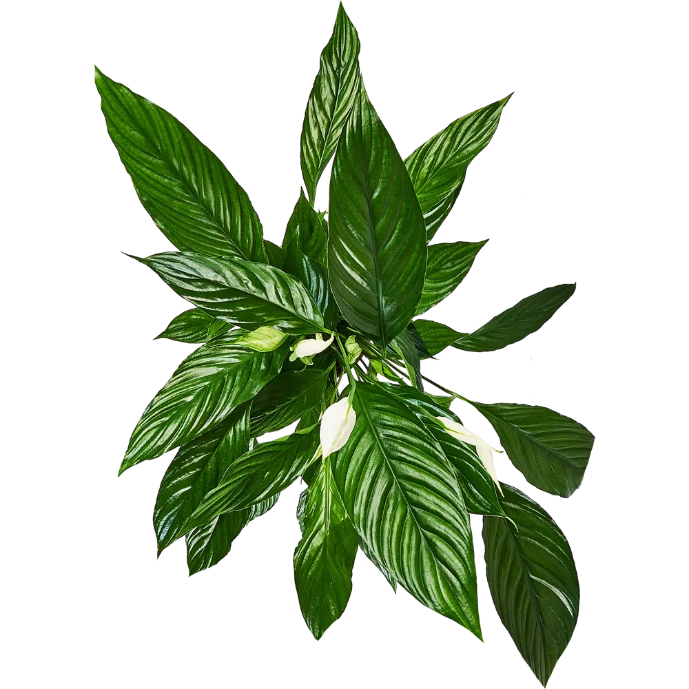 Santreyd Спатифиллум вариегатный — изысканное комнатное растение с белыми полосами 89356065 STLM-0965976 - Вид №2