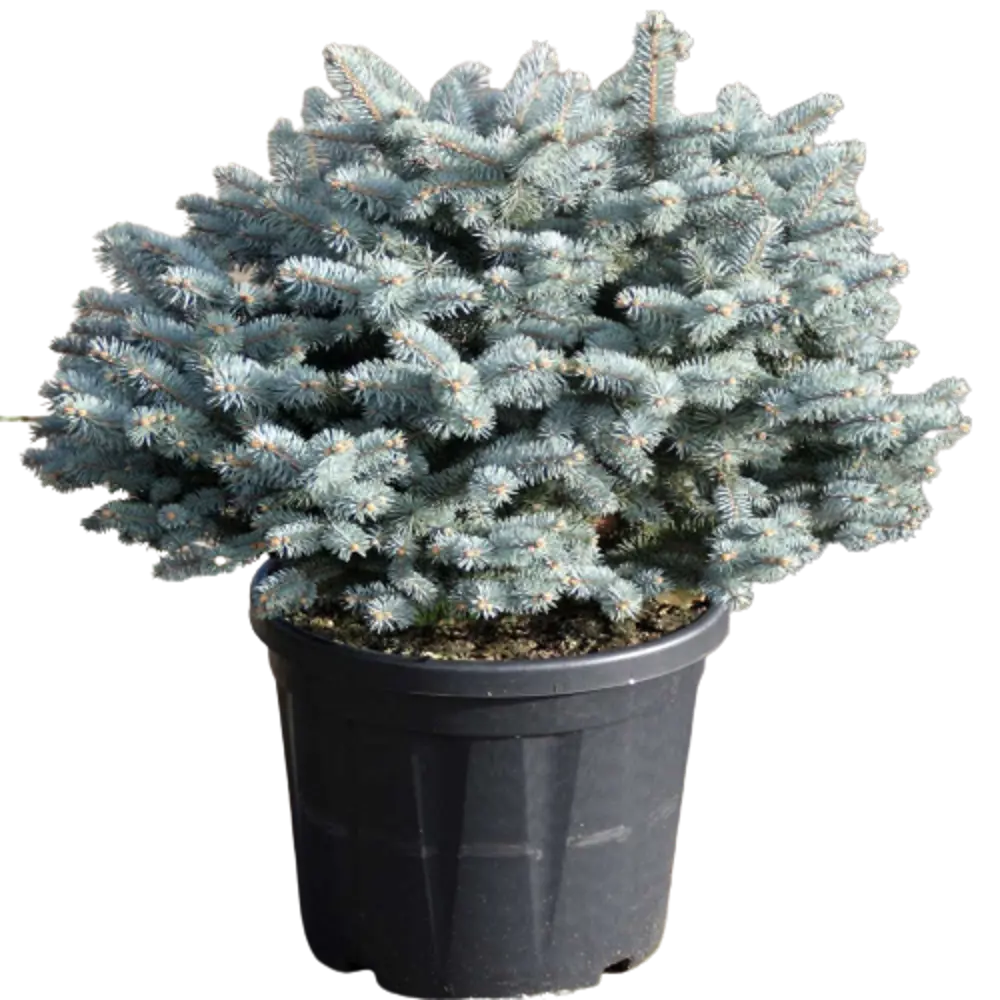 Ель колючая Глаука Глобоза ø22 h45 см 84834192 STLM-2104793 PLANTMARKET 