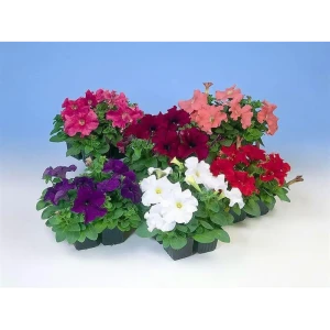 Петуния в кассете 4 шт 82585296 STLM-2120729