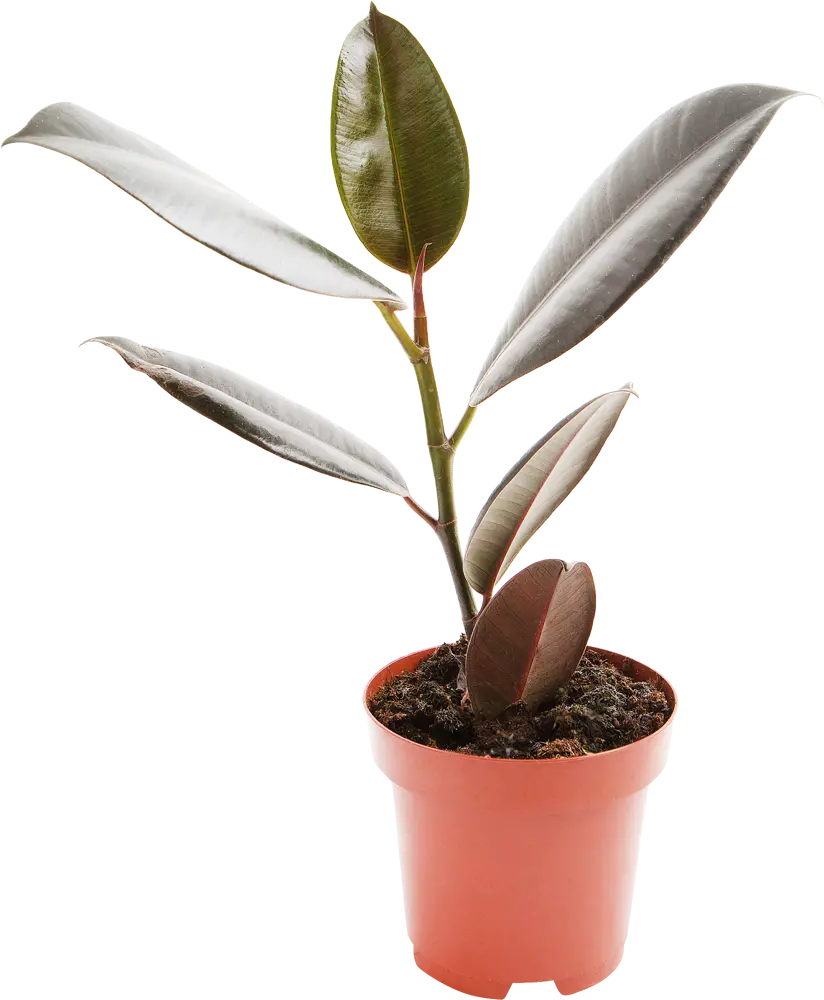 Фикус эластика Santreyd — неприхотливое комнатное растение для интерьера 13973979