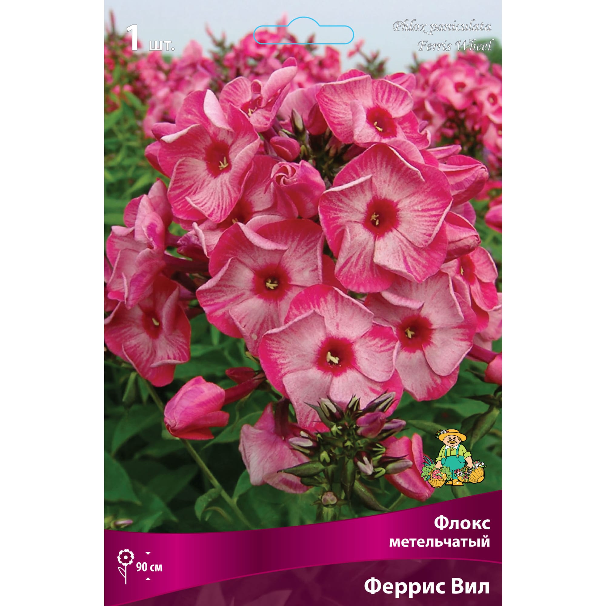 88294976 Флокс метельчатый Феррис вил луковица I Santreyd 