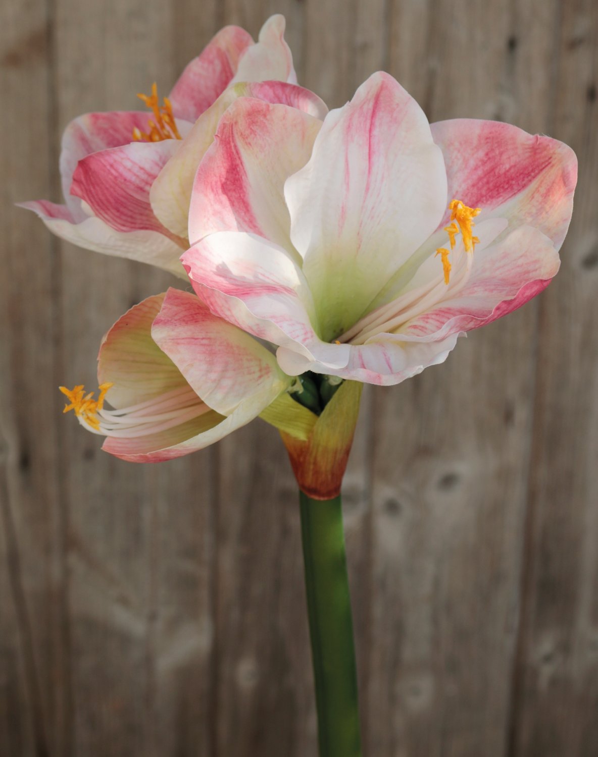 2443 755 a3 Искусственный амариллис, 66 см, бежево-розовый H-andreas  - Вид №1