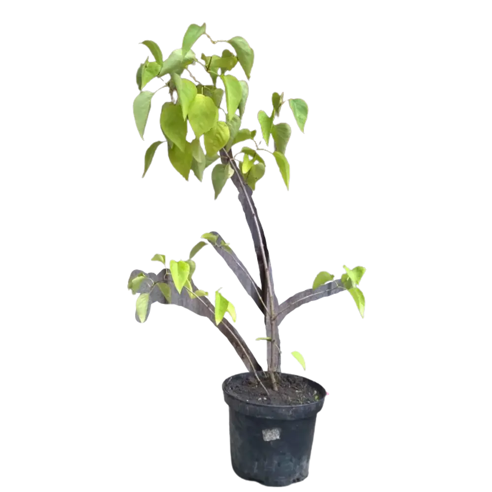 Сирень Огни Донбасса ø9 h15 см 84829014 STLM-2171047 PLANTMARKET 