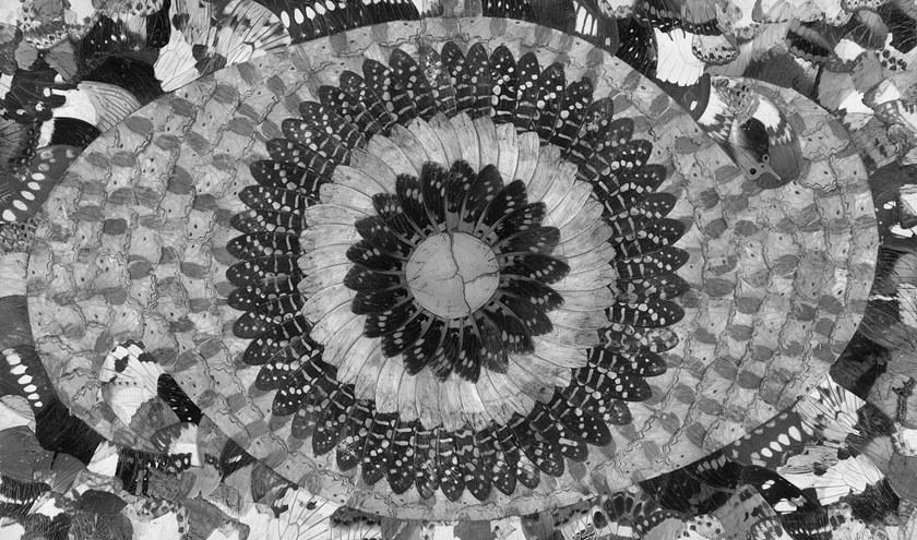 Tecnografica Обои с животными Animalier sun-id-1434717 - Вид №2