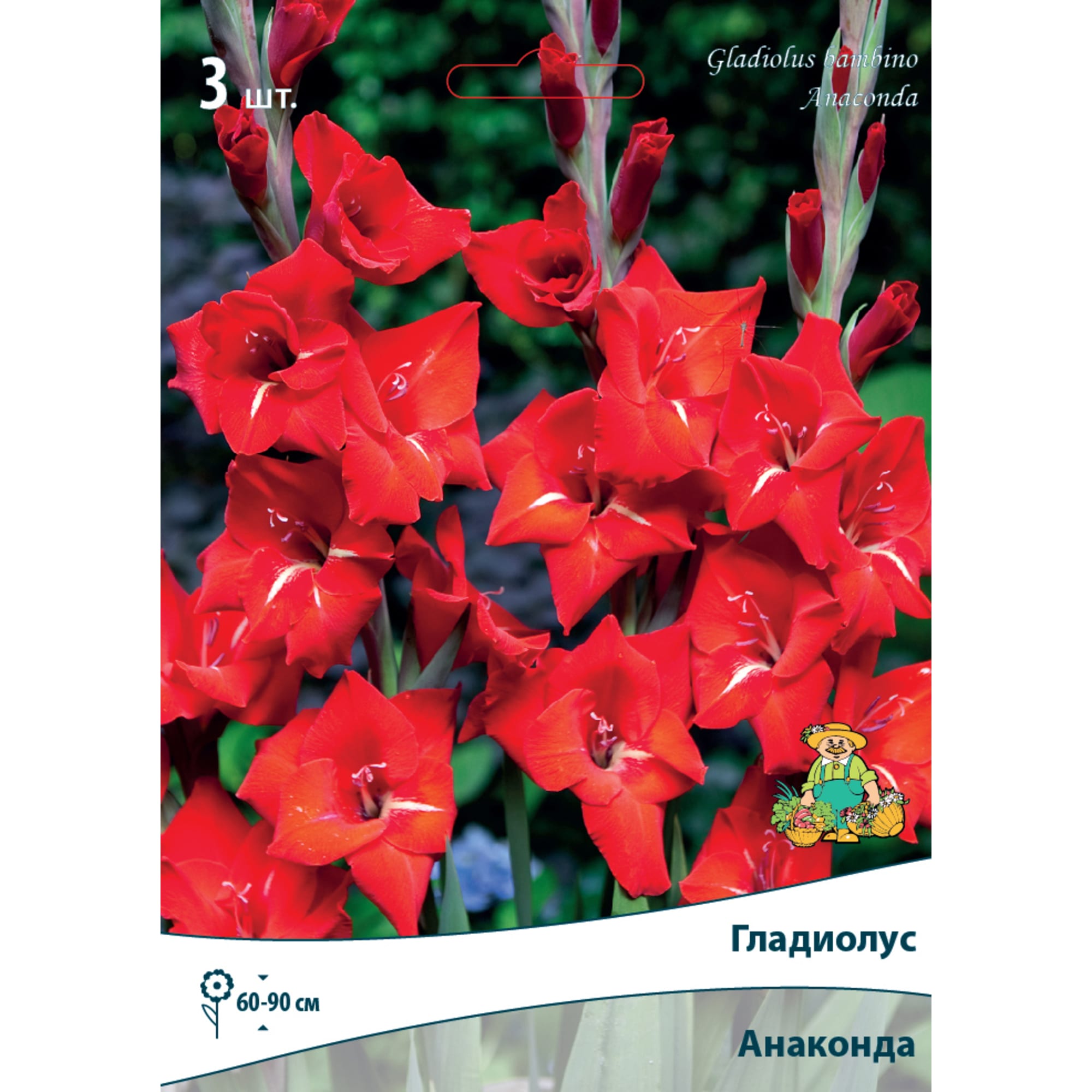 83596422 Гладиолус бамбино Анаконда луковица 10/12 Santreyd 