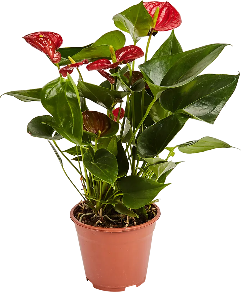 Антуриум андреанум микс Santreyd - цветущее совершенство в вашем интерьере 82579977