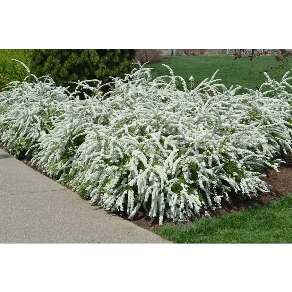 Спирея серая Грефшейм Santreyd - саженец с поникающими ветвями 85325004 STLM-0061555 - Вид №2