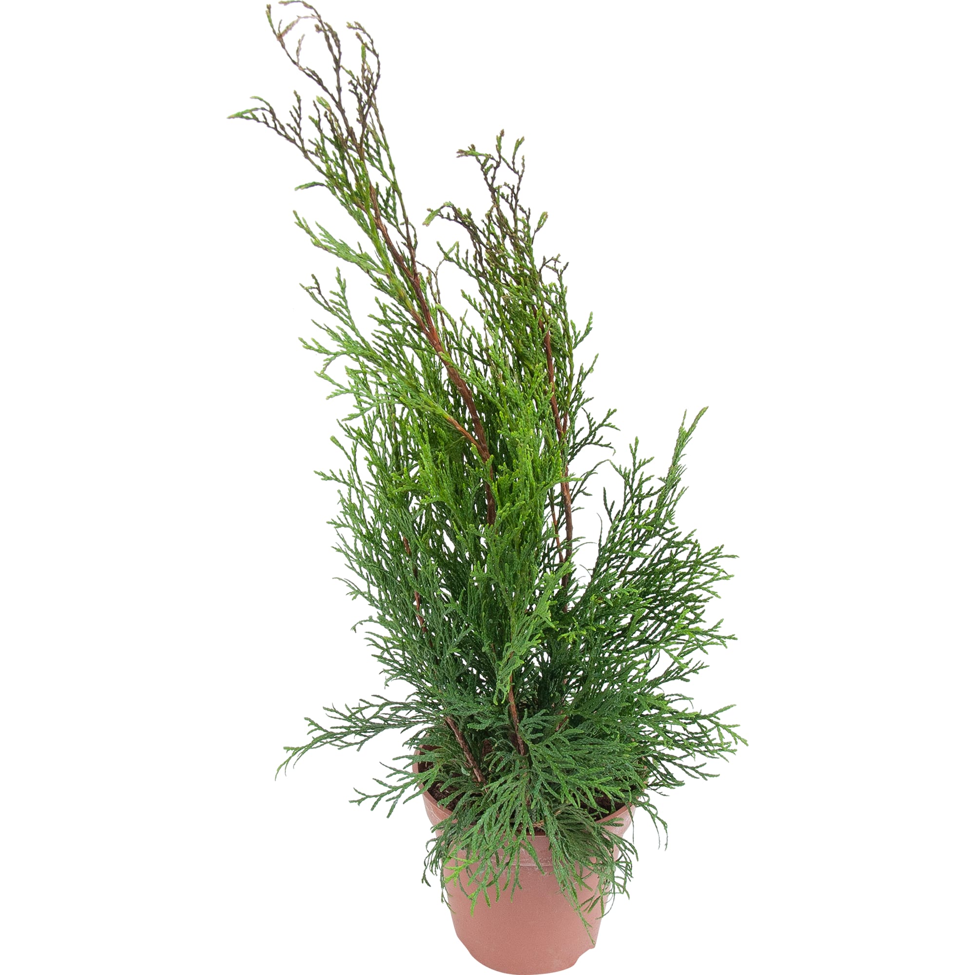 82622626 Туя западная «Смарагд» 13x40 см Santreyd 