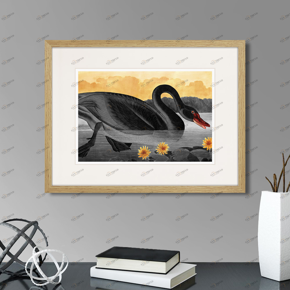 Картина в раме 42х32 см Common American Swan (black), 1838г. КАРТИНЫ В КВАРТИРУ  264483 Желтый;серый 