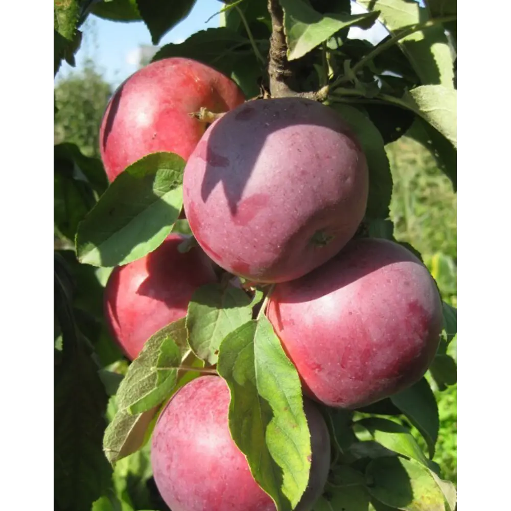 Яблоня колоновидная «Московское ожерелье» 82559229 STLM-2100499 Santreyd  - Вид №1