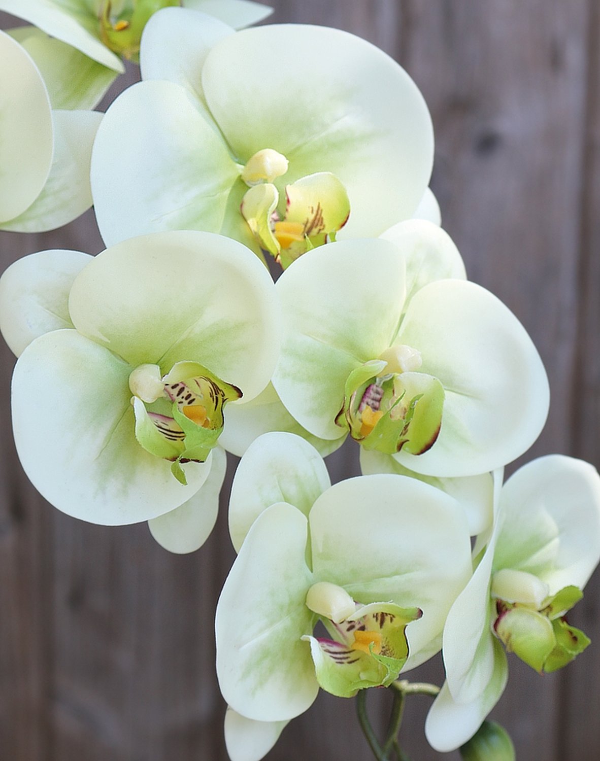 2845 788 a3 Пластиковая орхидея Phalaenopsis, 100 см, real touch soft, бежево-зеленая H-andreas  - Вид №6