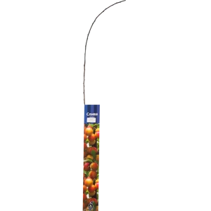 Слива «Болховчанка» 82150819 STLM-2176423
