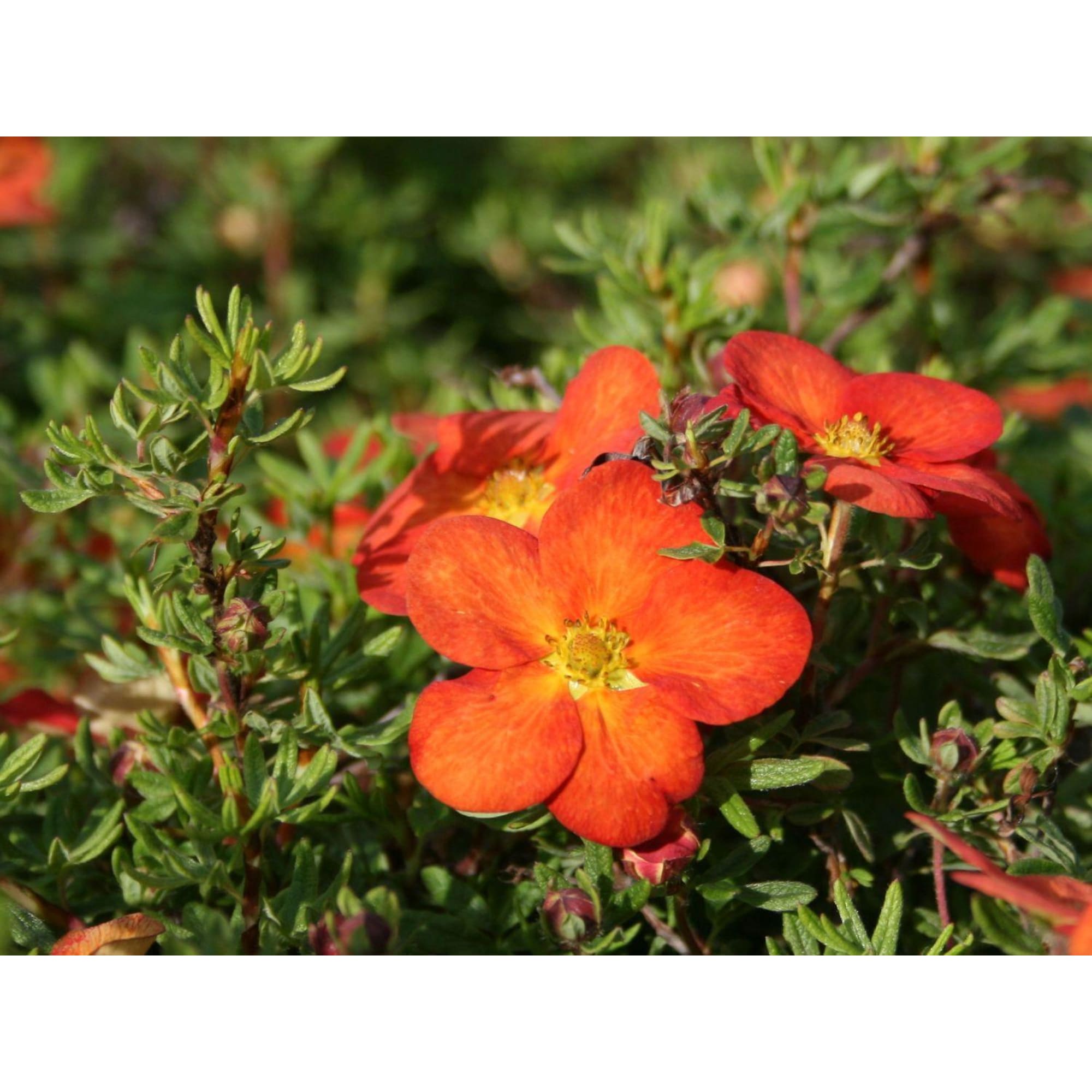 85324914 Лапчатка кустарниковая Мэрион Ред Робин ø17 h30 см Santreyd 