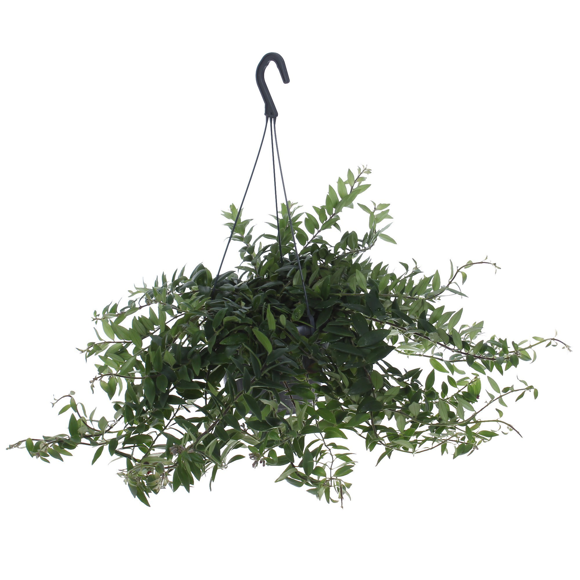 82046449 Эсхинантус «Мона Лиза» Santreyd 