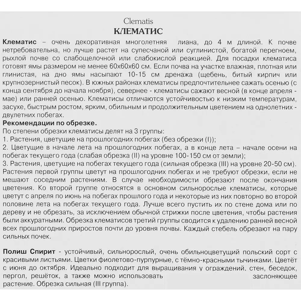 Клематис Полиш Спирит ø12 h17 см 83738691 STLM-2208634 Santreyd  - Вид №2