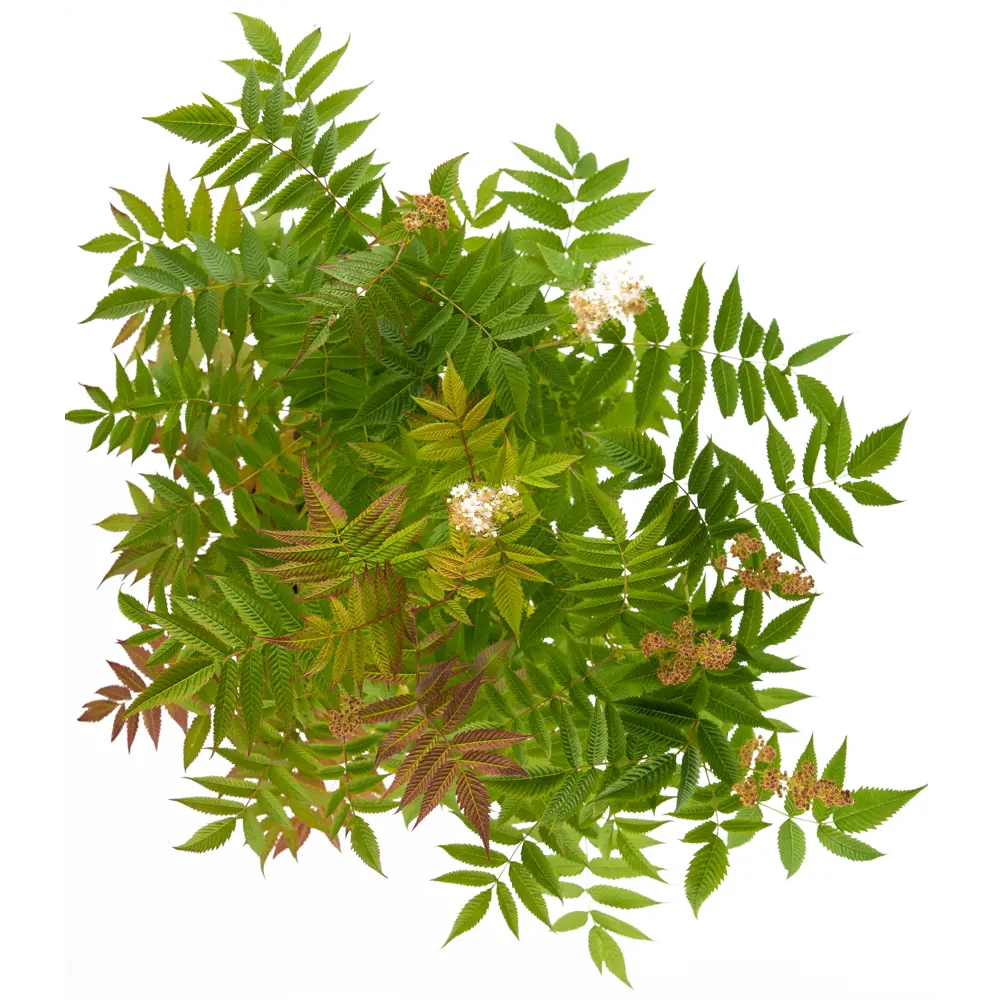 Рябинник рябинолистный ø19 h55-75 см 85292240 STLM-2102902 Santreyd  - Вид №1