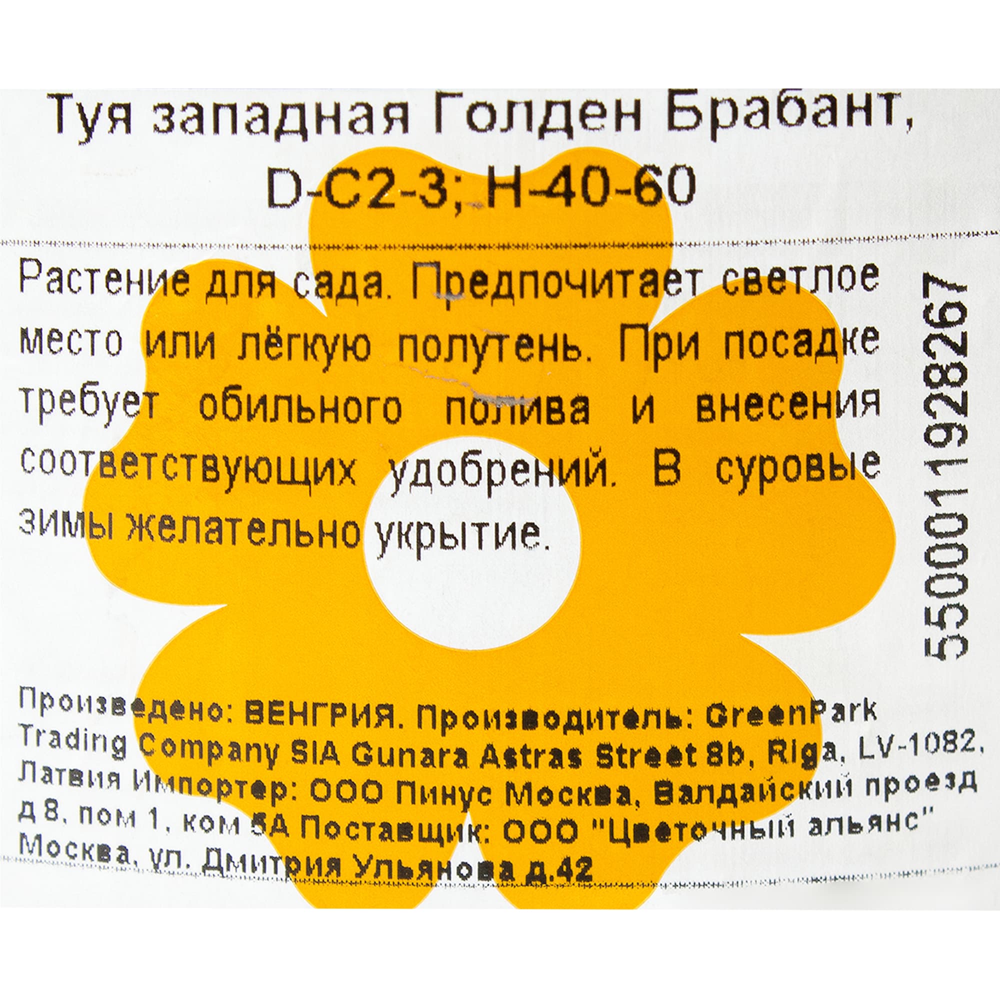 82176352 Туя западная «Голден Брабант» 2-3 л 40-60 см Santreyd  - Вид №1