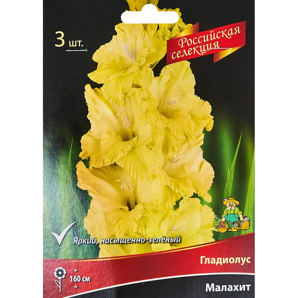Гладиолус Малахит, 3 шт 86410014 STLM-2022995 ПОИСК 