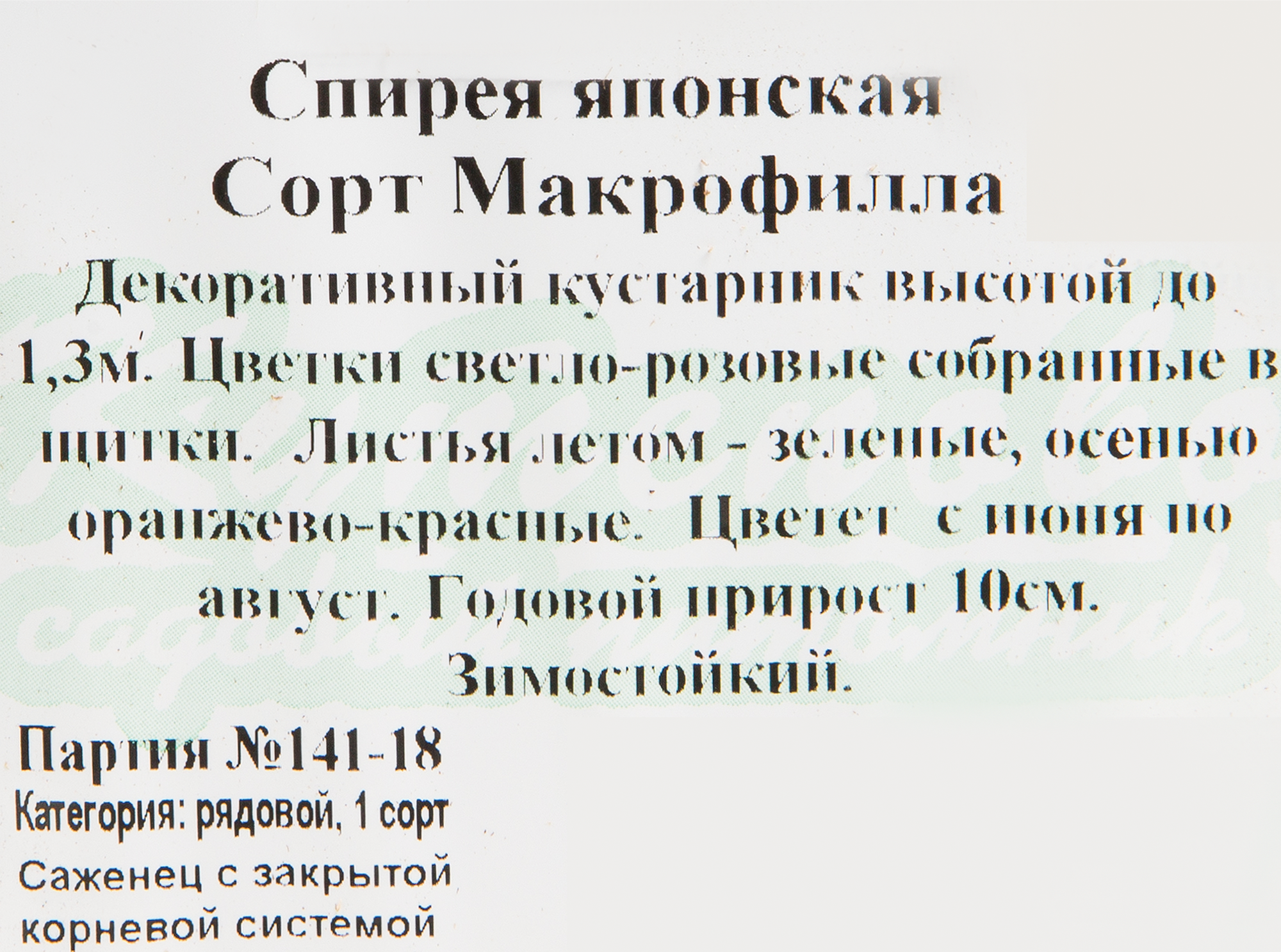Спирея Макрофилла Santreyd - декоративный кустарник с красной листвой 82594830 STLM-0030908 - Вид №1