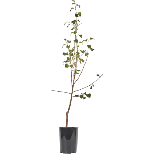 Груша Чижовского C5-C7 2 года