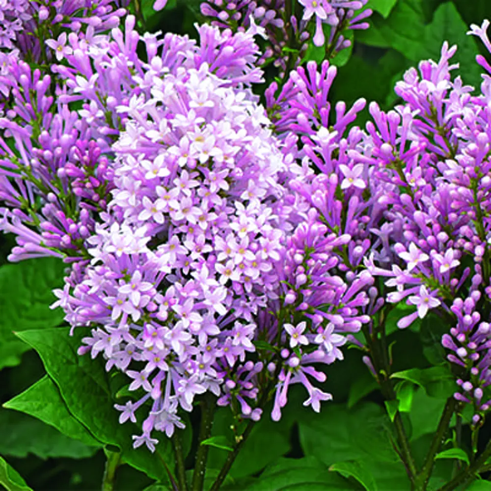 Santreyd Сирень Вегерская - пышный кустарник с лиловыми соцветиями 89369807