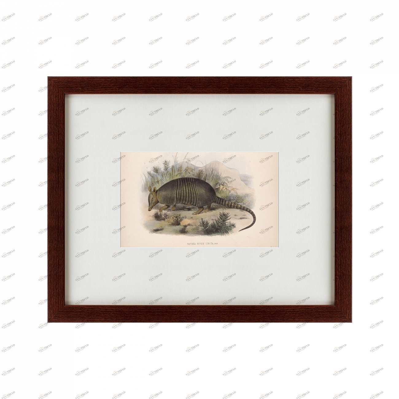 Литография на тонированной бумаге 42х52 см Armadillo, 1860 КАРТИНЫ В КВАРТИРУ  135712 Белый;коричневый;разноцветный 