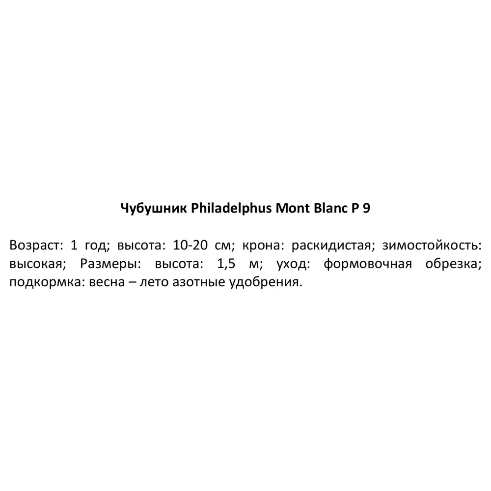 Чубушник Монт Бланк ø9 h15 см 84829128 STLM-2055707 PLANTMARKET  - Вид №2