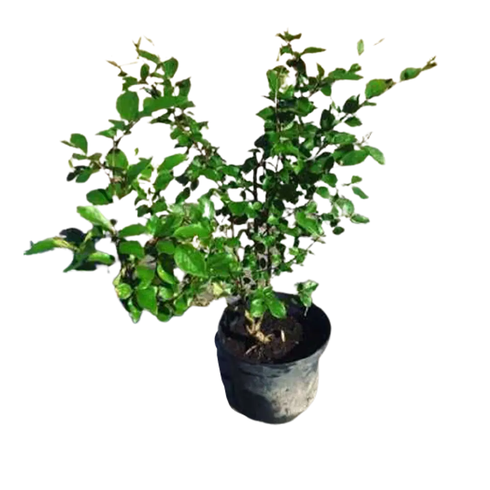 Кизильник Блестящий ø15 h60 см 84834918 STLM-2056870 PLANTMARKET 