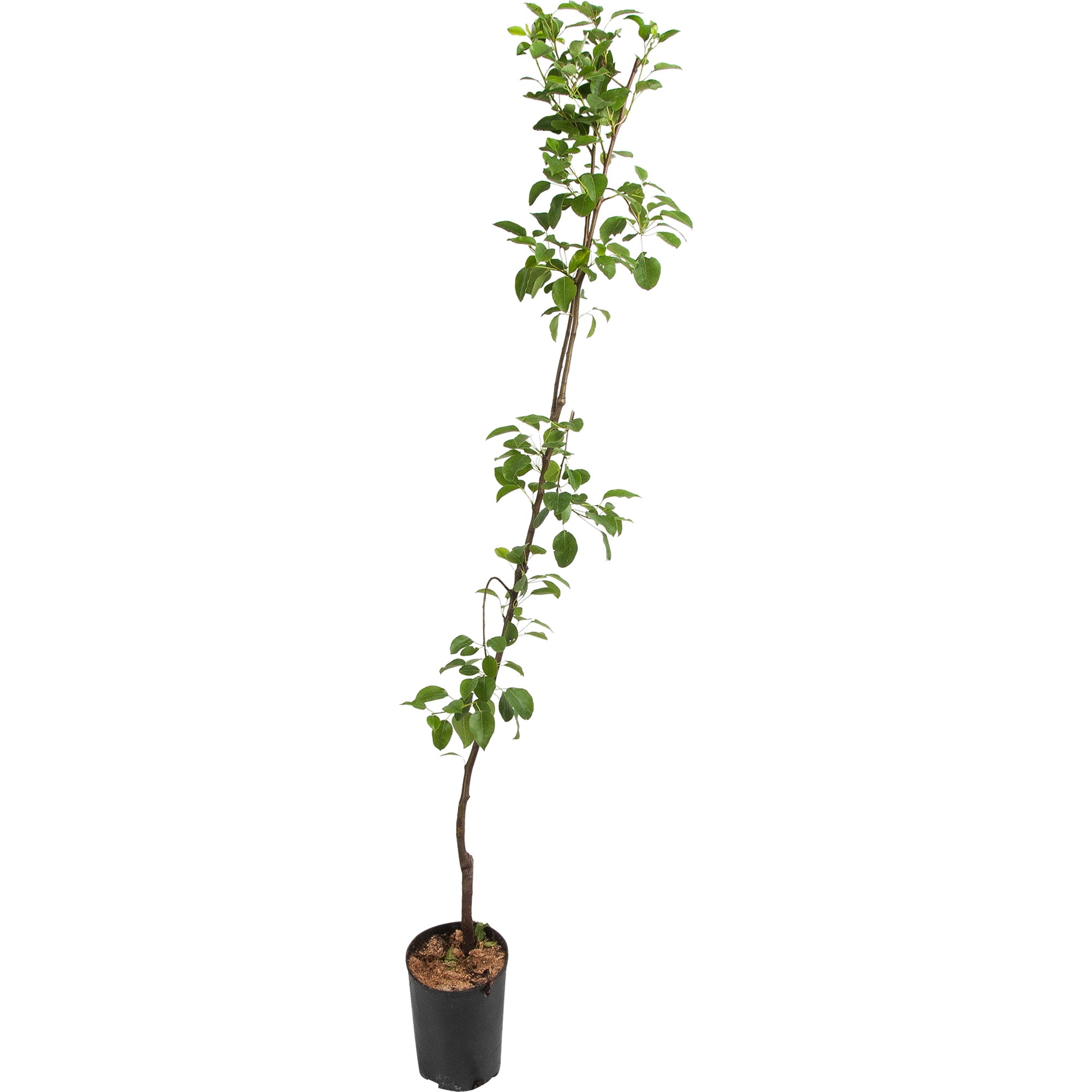 82596981 Груша «Памяти Яковлева» C4 высота 140 см Santreyd 