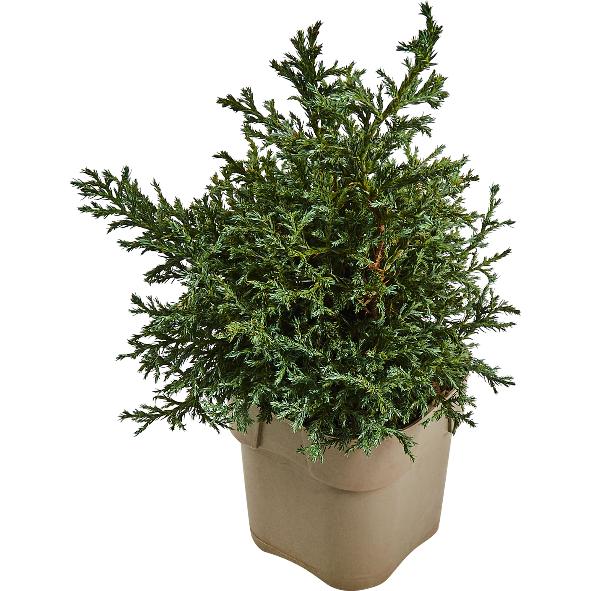 82176379 Кипарисовик горох «Бульвар» 2-3 л 25-30 см Santreyd 