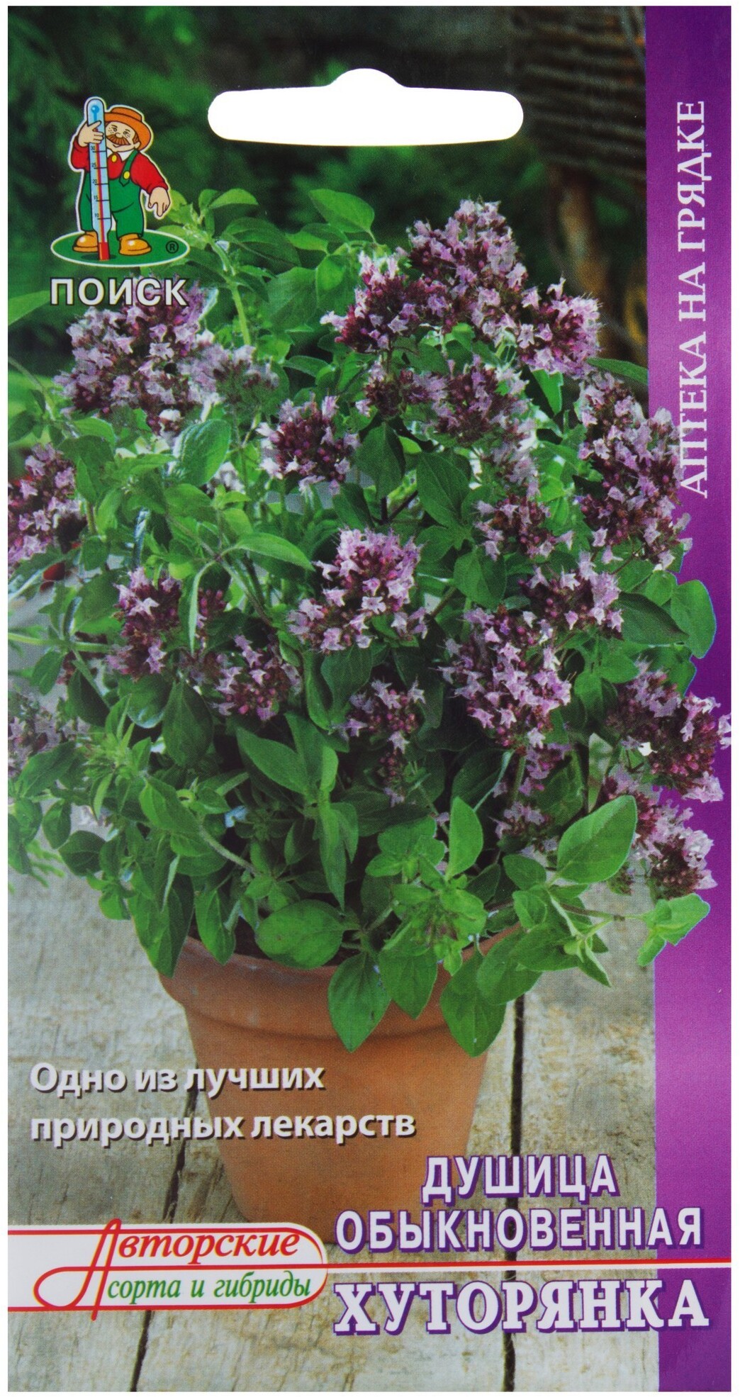 Душица «Хуторянка» от ПОИСК — ароматная пряность и лекарственное растение 18355862