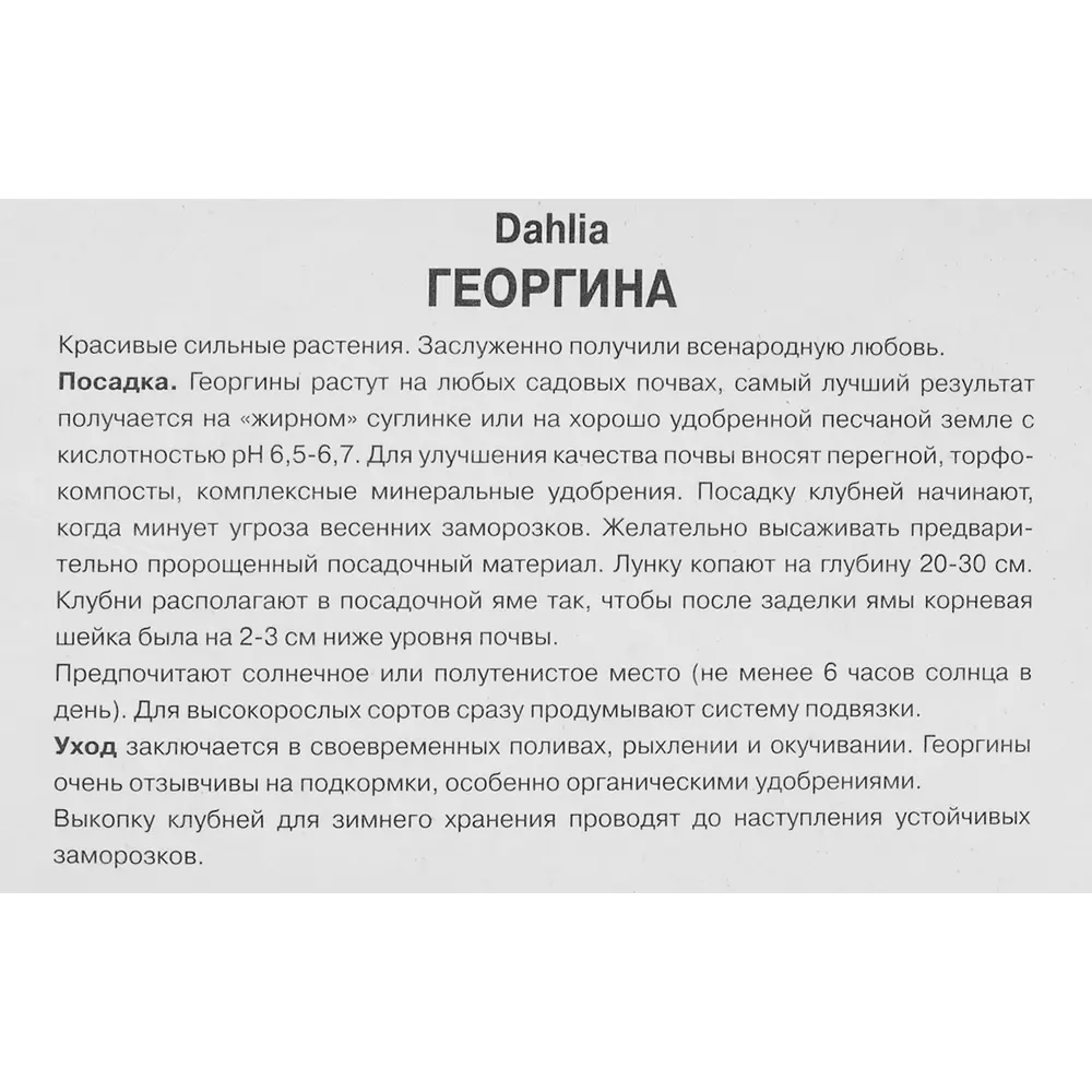 Георгина полукактусовая Колор Спектакл 86409989 STLM-2197838 ПОИСК  - Вид №2