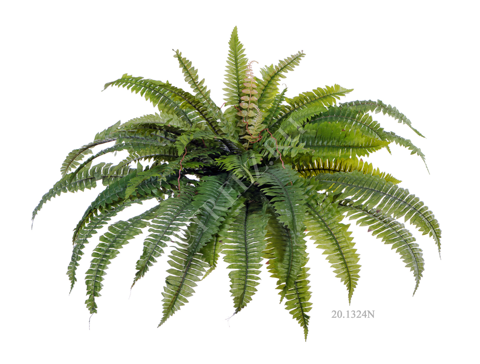 20.1323N Папоротник Бостон Цветочная коллекция  - Вид №5