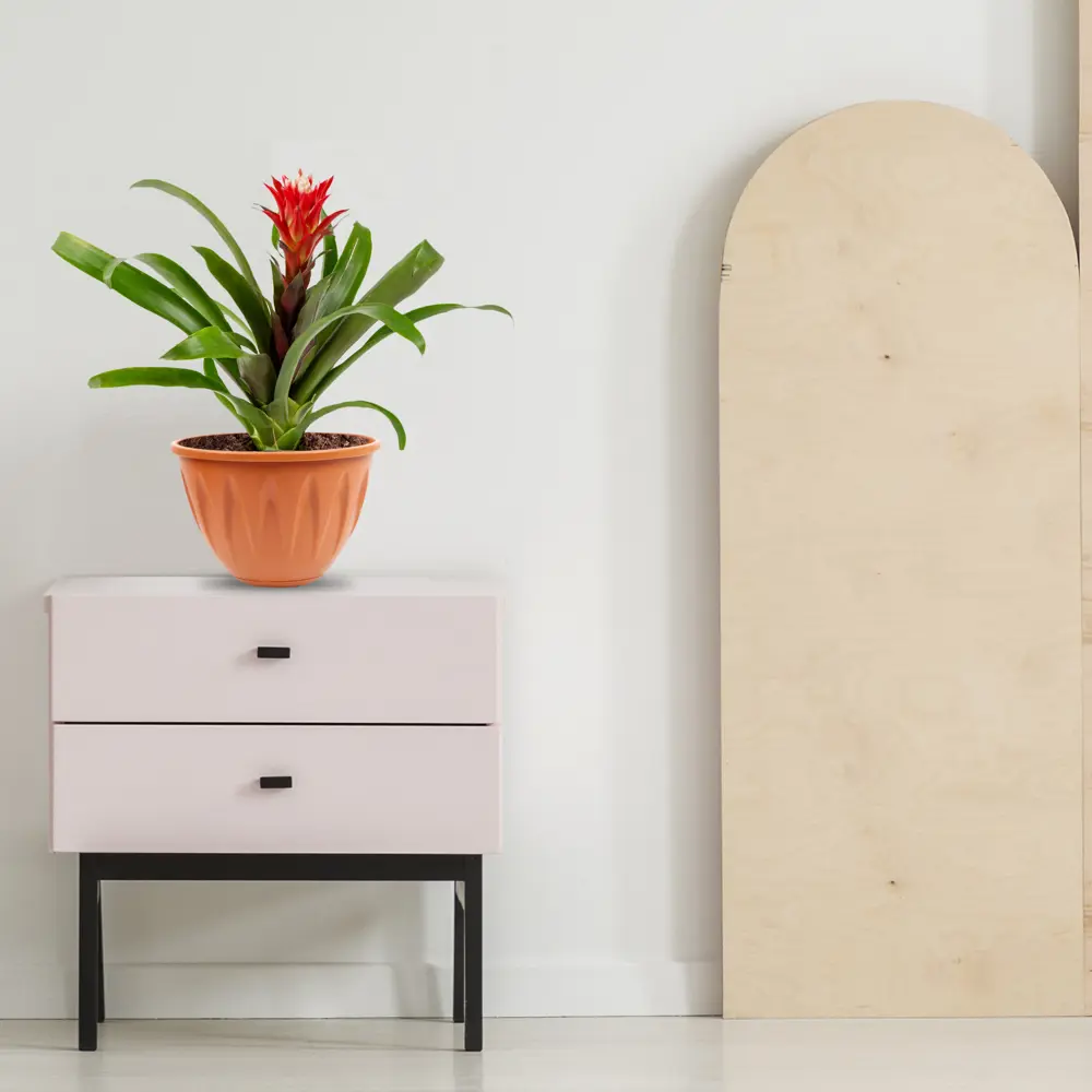 Santreyd Гузмания Минор Рондо — яркий акцент для вашего интерьера 82399670 STLM-0026487 - Вид №2