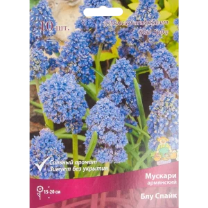 Мускари Блу Спайк от ПОИСК - 10 луковиц для сине-фиолетового цветения 85205641